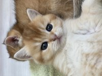Golden baby british shorthair