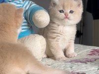 British Shorthair Gerçek Golden