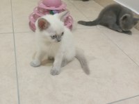 İKİ AYLIK SAĞLIKLI BRİTİSH SHORTHAİR YAVRULARIMIZ