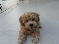 Tr nin en özel maltipoo yavruları