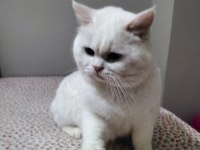 ACİL SAHİPLENDİRME KEDİLER