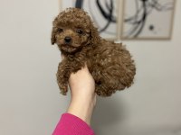 TEACUP DİŞİ POODLE YAVRUM