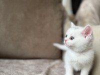 Beyaz Erkek British shorthair