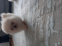 Mükemmel kalitede pomeranian yavrular tecap mini boy