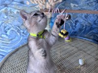British shorthair black golden dişi ve erkek yavrular