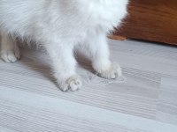 Bursa golden point british shorthair bebekler