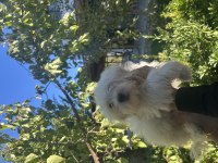 Korekan Maltese Terrier