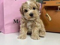 Red brown kıpkırmızı ev üretimi toy poodle