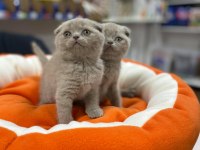 Safkan Biblo Güzelliğinde Scottish Fold