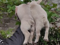 Blue tan platinyum french bulldog