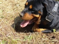 2,5 yaşında dişi rottweiler