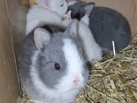 Mini lop ve cüce tavşan bebeklerimiz