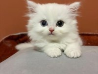 Şecereli Baba British Longhair Point Yavrumuz