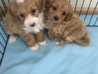 MALTİPOO YAVRULAR RUHSATLI ÜRETİM