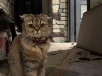 Scottish fold 8 aylık dişi