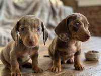 MİNİ BOY CHOCO MERLE DACHSHUND YAVRULARIMIZ GARANTİLİ