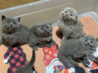 Evden Show Kalite Scottish Fold Yavrular