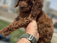 Ankaranın en güzel toy poodle yavruları ziyarete açık