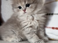 Güzel british longhair kıza yuva arıyoruz