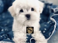 Maltese yavrumuz