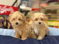 TÜY DÖKMEYEN HİPOALERJENİK TEACUP MALTİPOO YAVRULAR