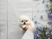 Pomeranian boo teddy