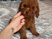 EFSANE TOY POODLE YAVRULARI 