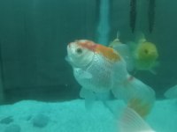 Orandalar koi tül kuyruk japon teleskop