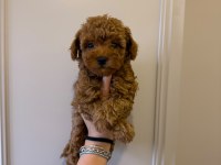 60 Günlük Mini Poodle