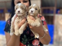 Ufacık maltipoo yavrularım