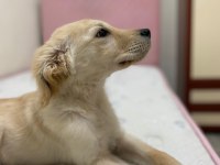 3 aylık golden retriever