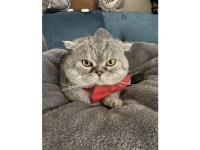 scottish fold