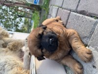 Çin Aslanı Yavruları