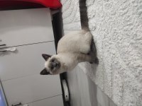 4 aylık erkek uysal siyam kedisi