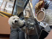 1 Yaşında Maltipoo Oğlum