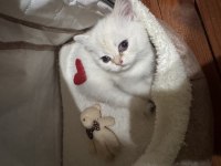 British Shorthair Kedisi