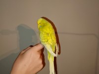 Show Jumbo muhabbet kuşu erkek
