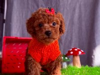 Safkan Toy Poodle Bebekler