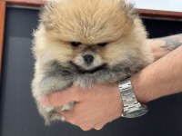 Petmode köpek çiftliğinde pomeranian boo yavrular
