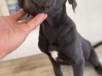 Cane corso dişi yavrular