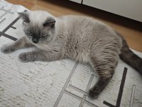 Maddi durumdan dolayı kedime bakamıyorum