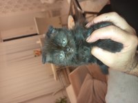 50 günlük scottish fold kedimiz