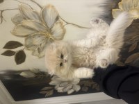 SCRLİ ANNE BABADAN TOP KAFA BRITISH LONGHAIR 