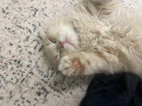 Scottish fold 8 aylık