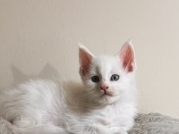 Xxl şecereli şampiyon kan hattı black maine coon
