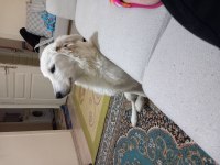 Ücretsiz sahiplendirme köpeğimiz