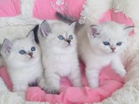 Maviş point british shorthair bebekleirm 