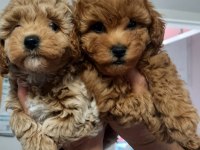 Yavru Toy Poodle
