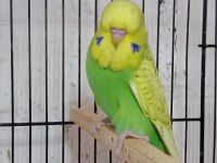 KONUŞTURMALIK RENK GÜZELİ SHOW JUMBO KUŞLAR VE ANAÇLAR