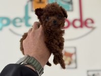 Petmode köpek çiftliğinden tea cup poodle yavrular